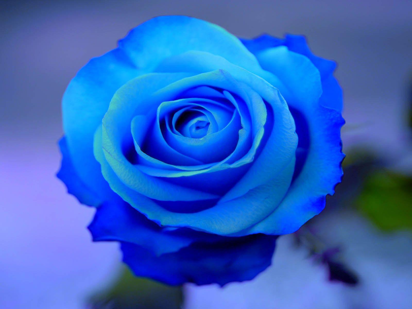 Love Blue Rose Wallpapers