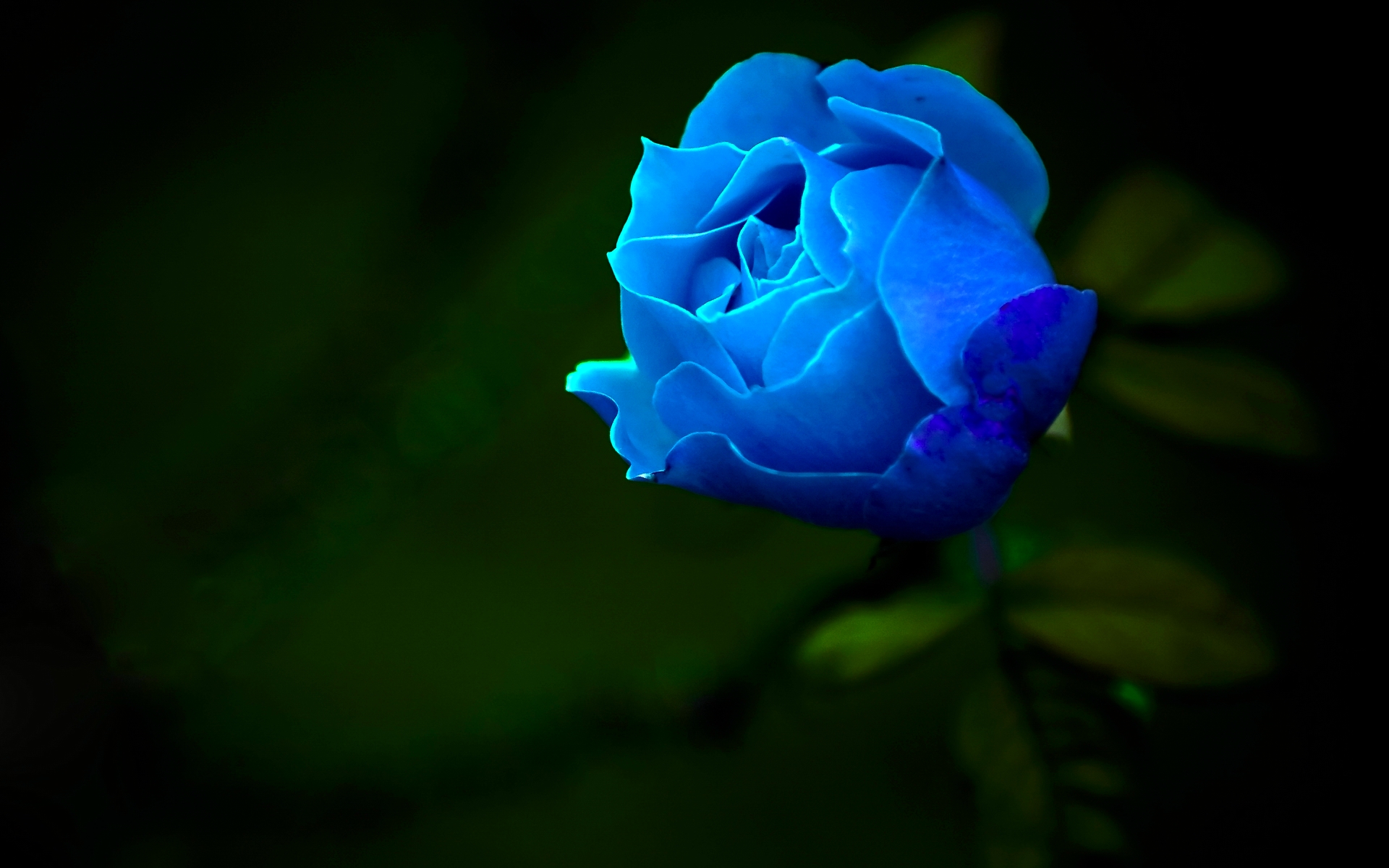 Love Blue Rose Wallpapers