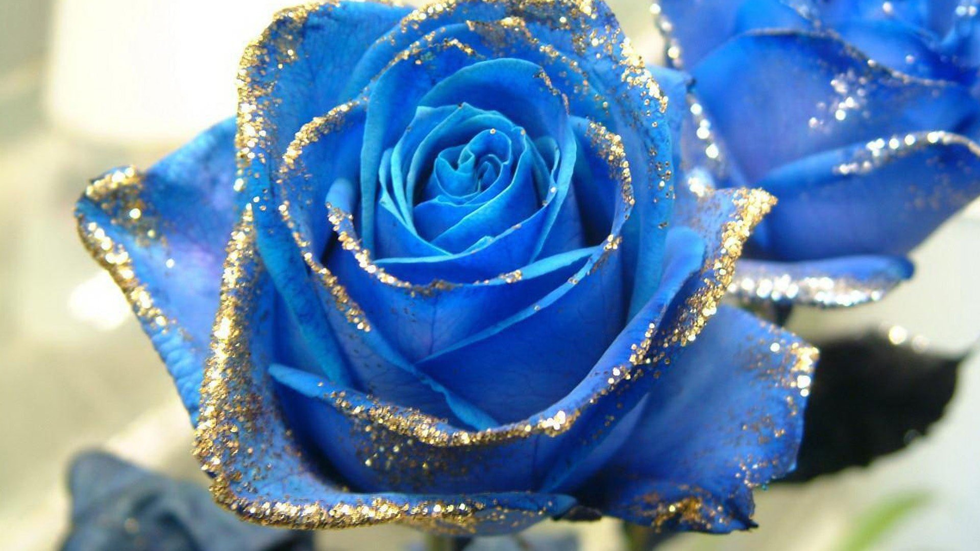 Love Blue Rose Wallpapers