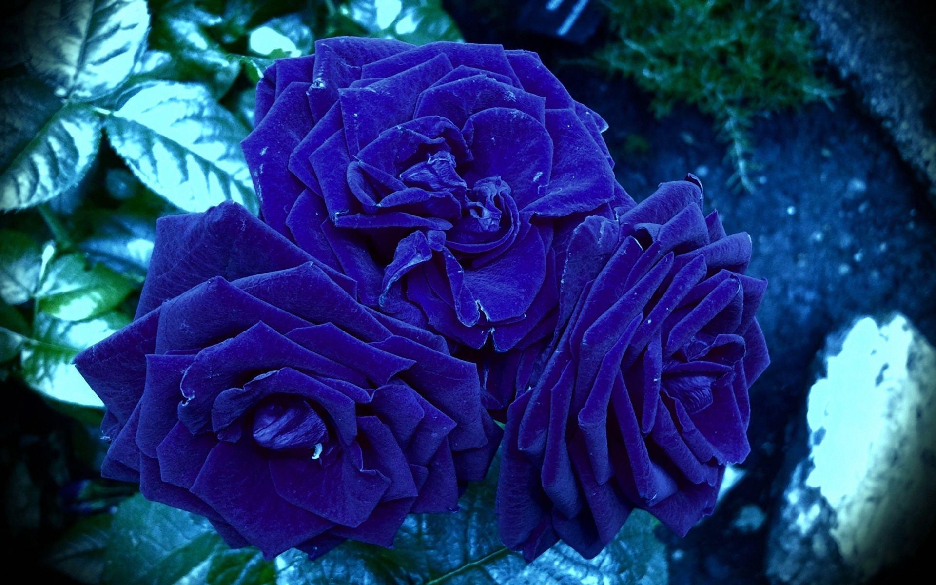 Love Blue Rose Wallpapers