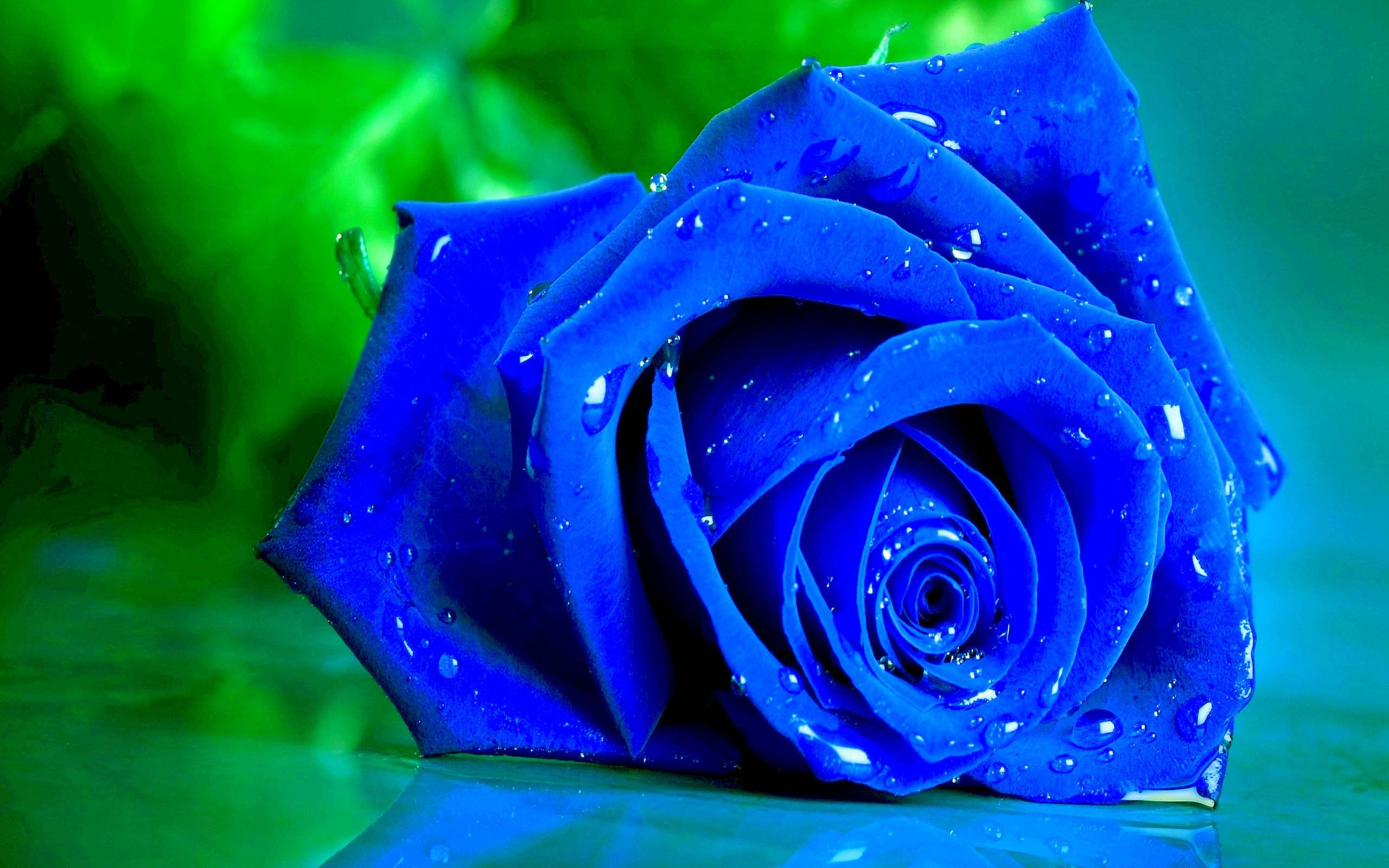 Love Blue Rose Wallpapers