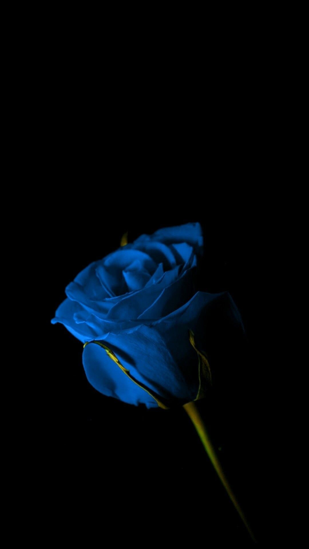 Love Blue Rose Wallpapers