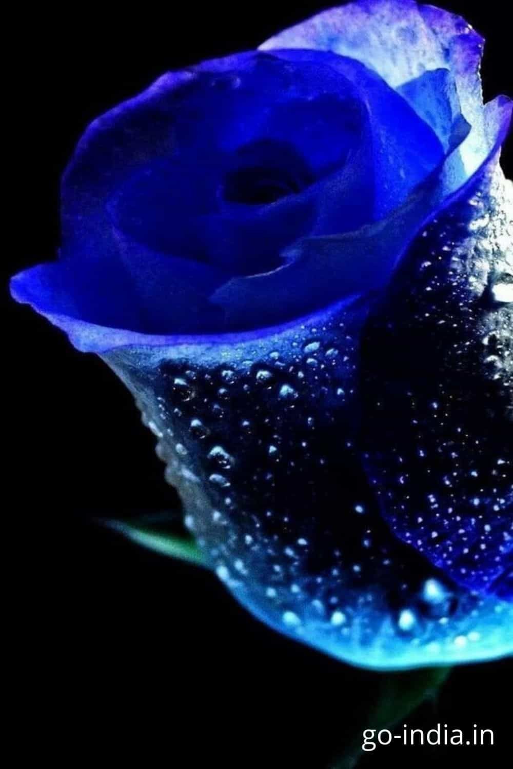 Love Blue Rose Wallpapers