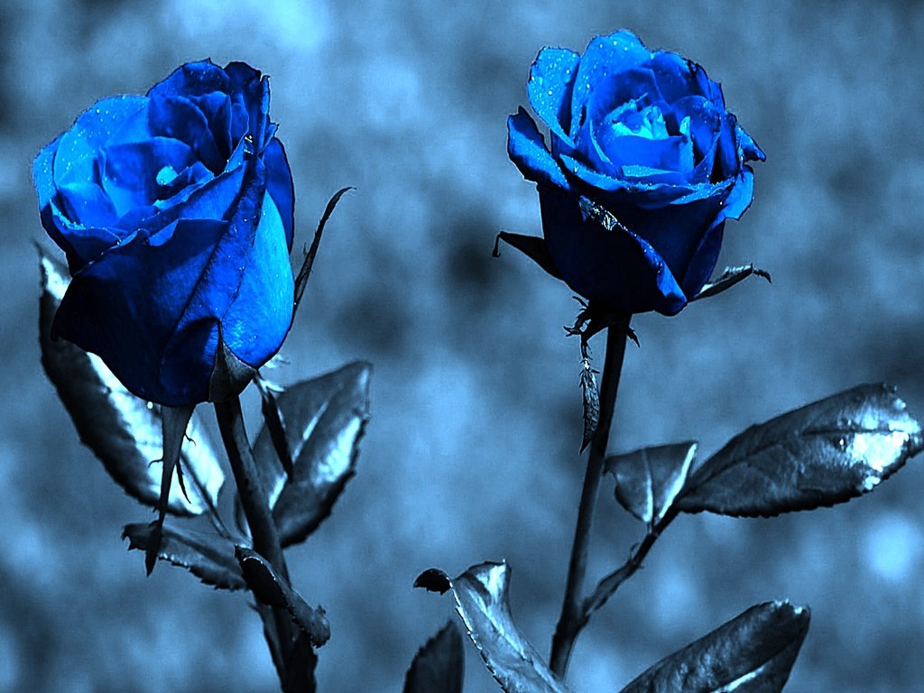 Love Blue Rose Wallpapers