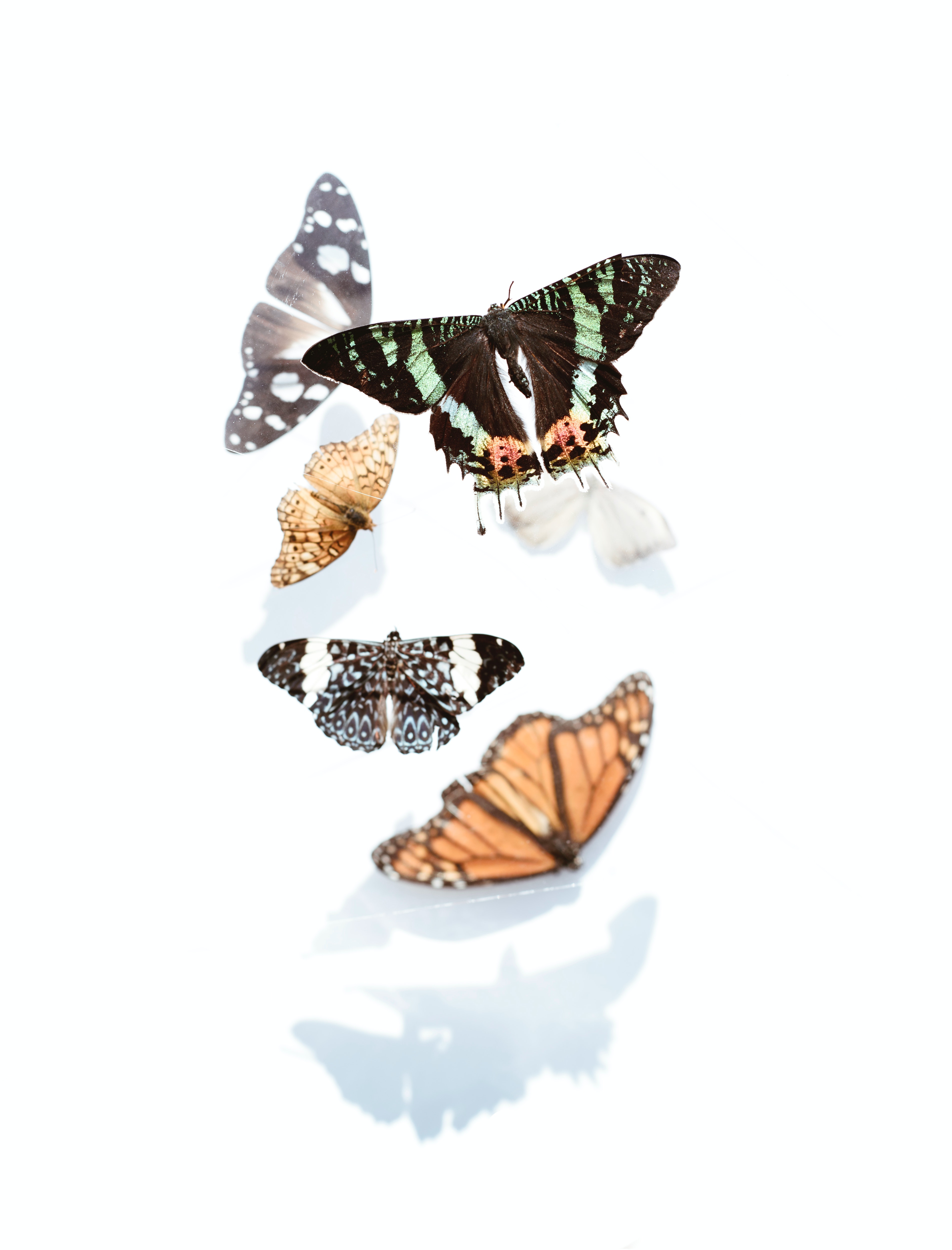 Love Butterfly Hd Wallpapers