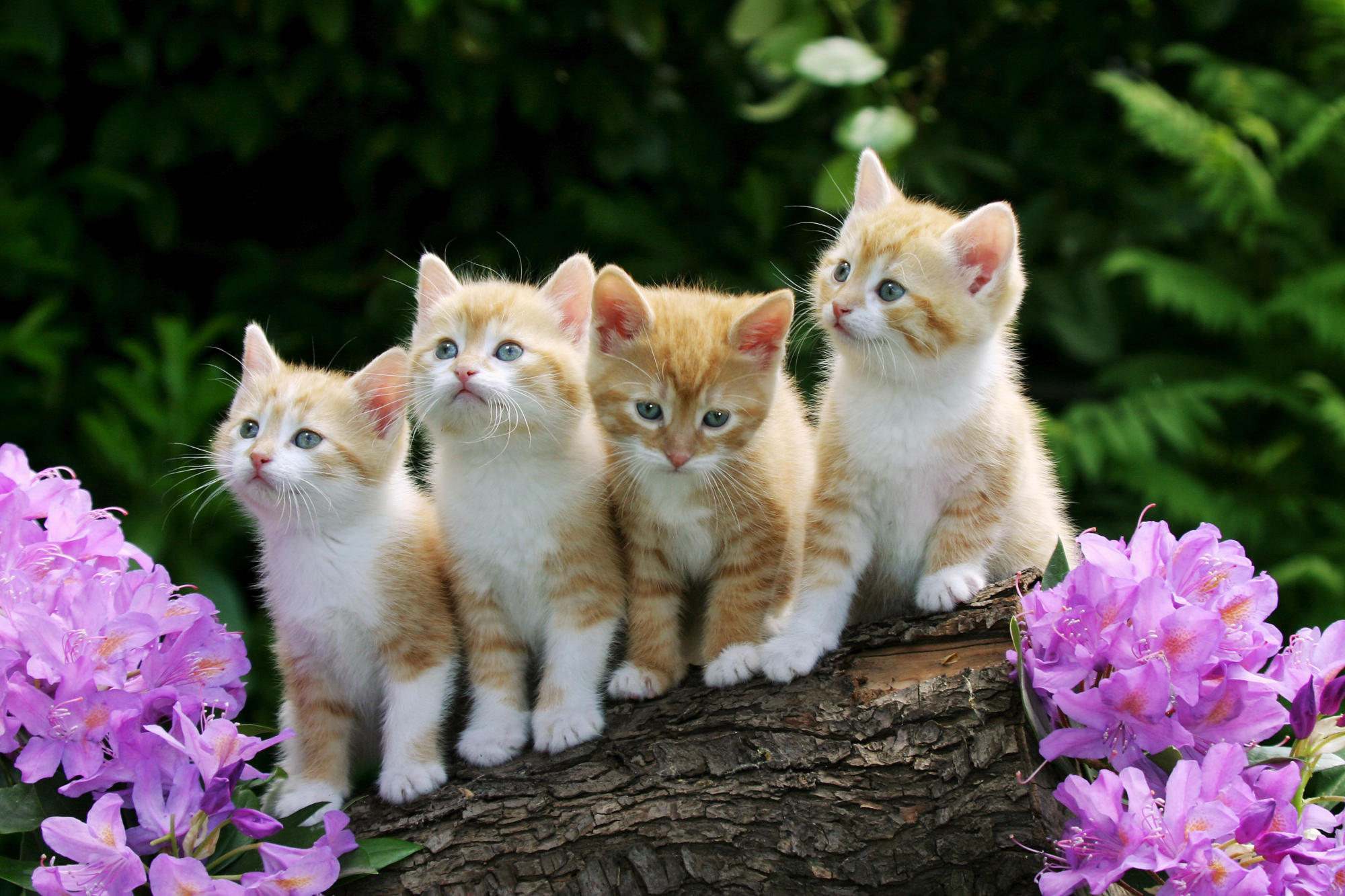 Love Cute Cat Wallpapers