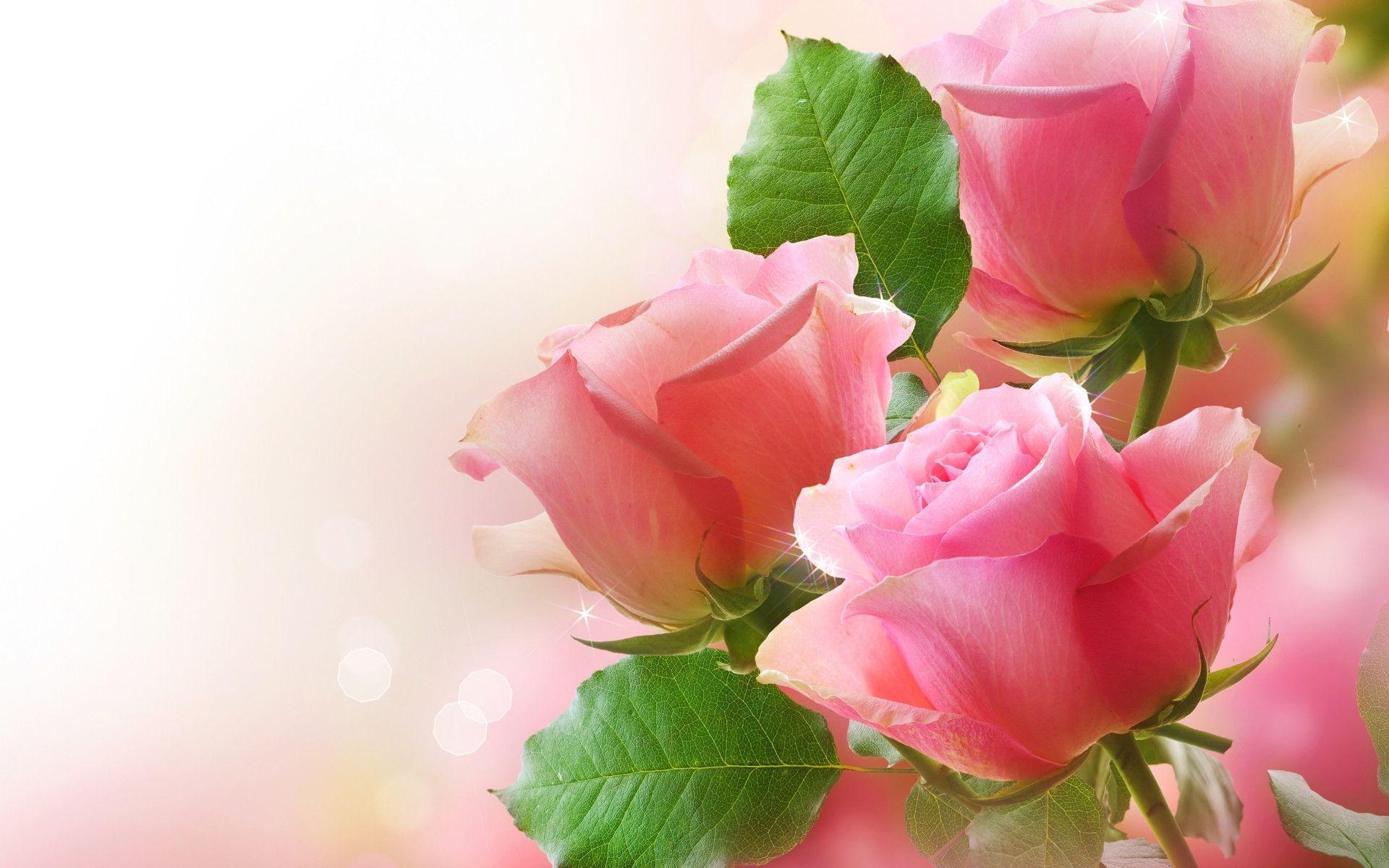 Love Flowers Pictures Wallpapers
