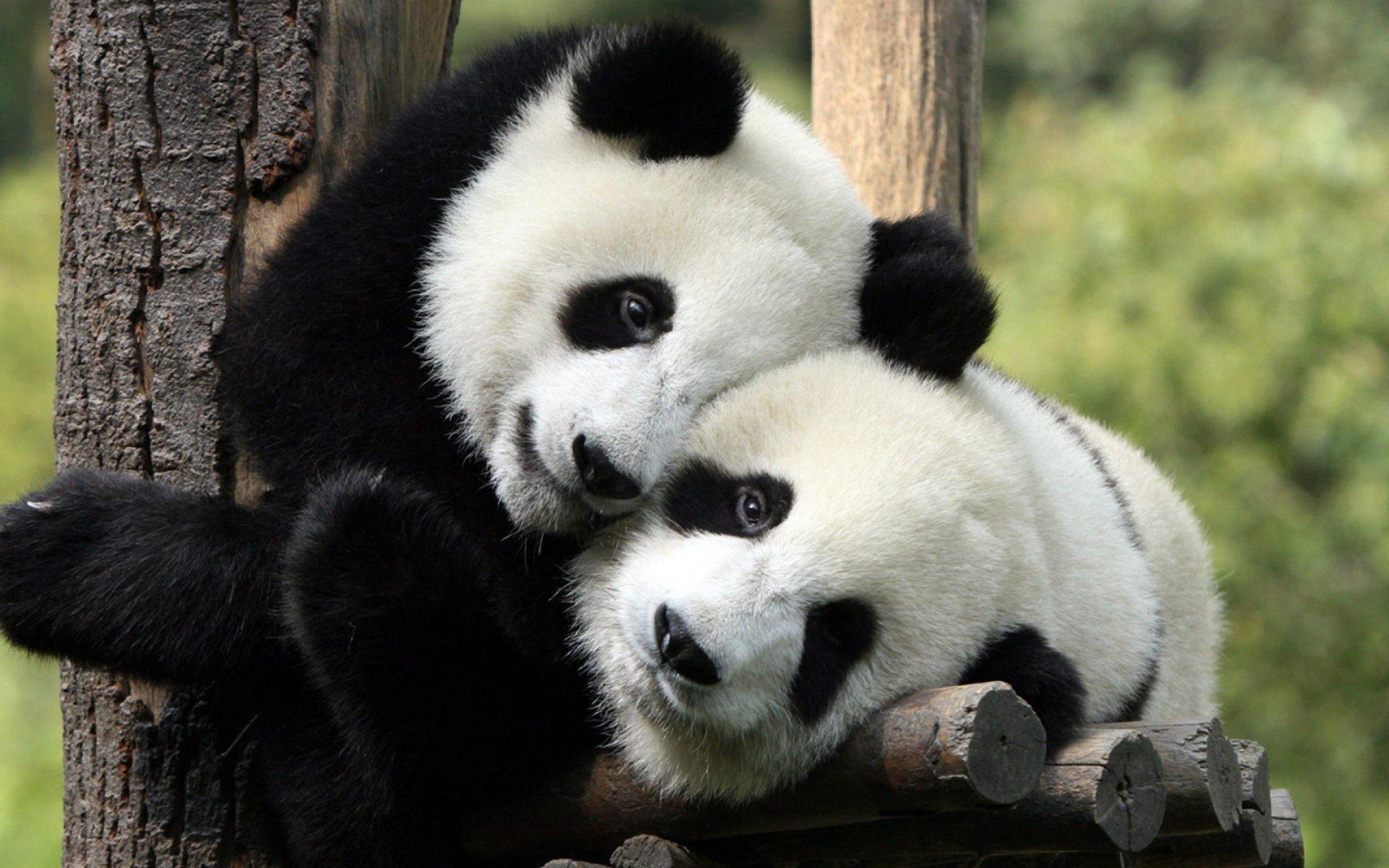 Love Panda Images Wallpapers