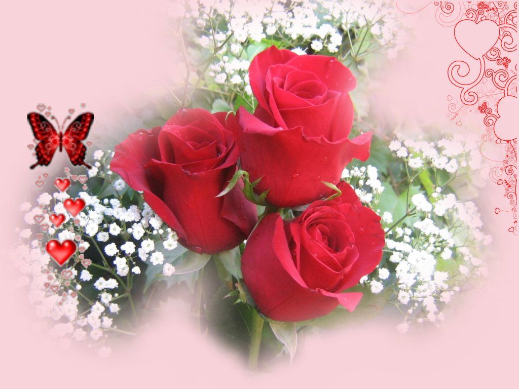 Love Red Rose Wallpapers