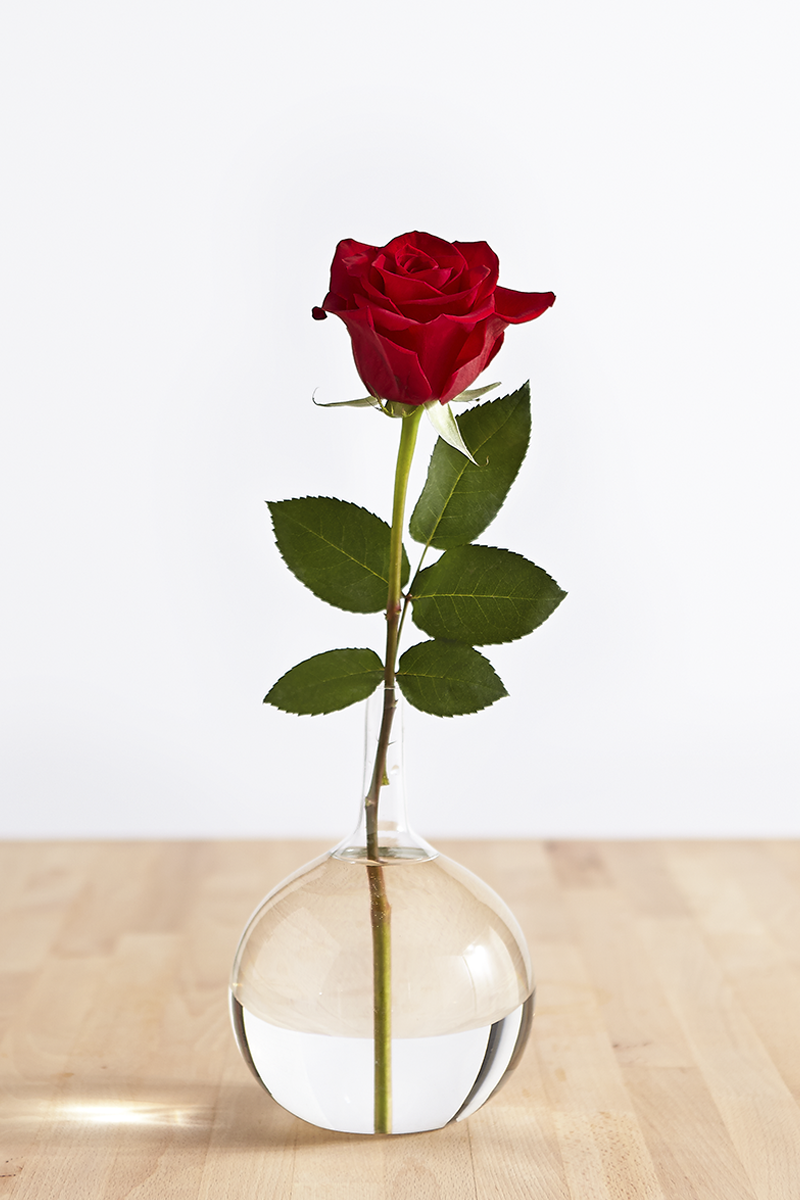 Love Red Rose Wallpapers