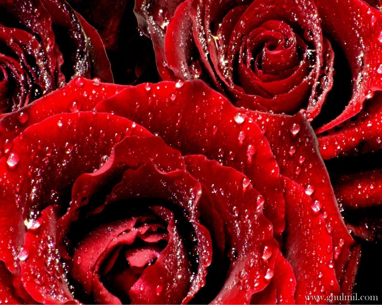 Love Red Rose Wallpapers