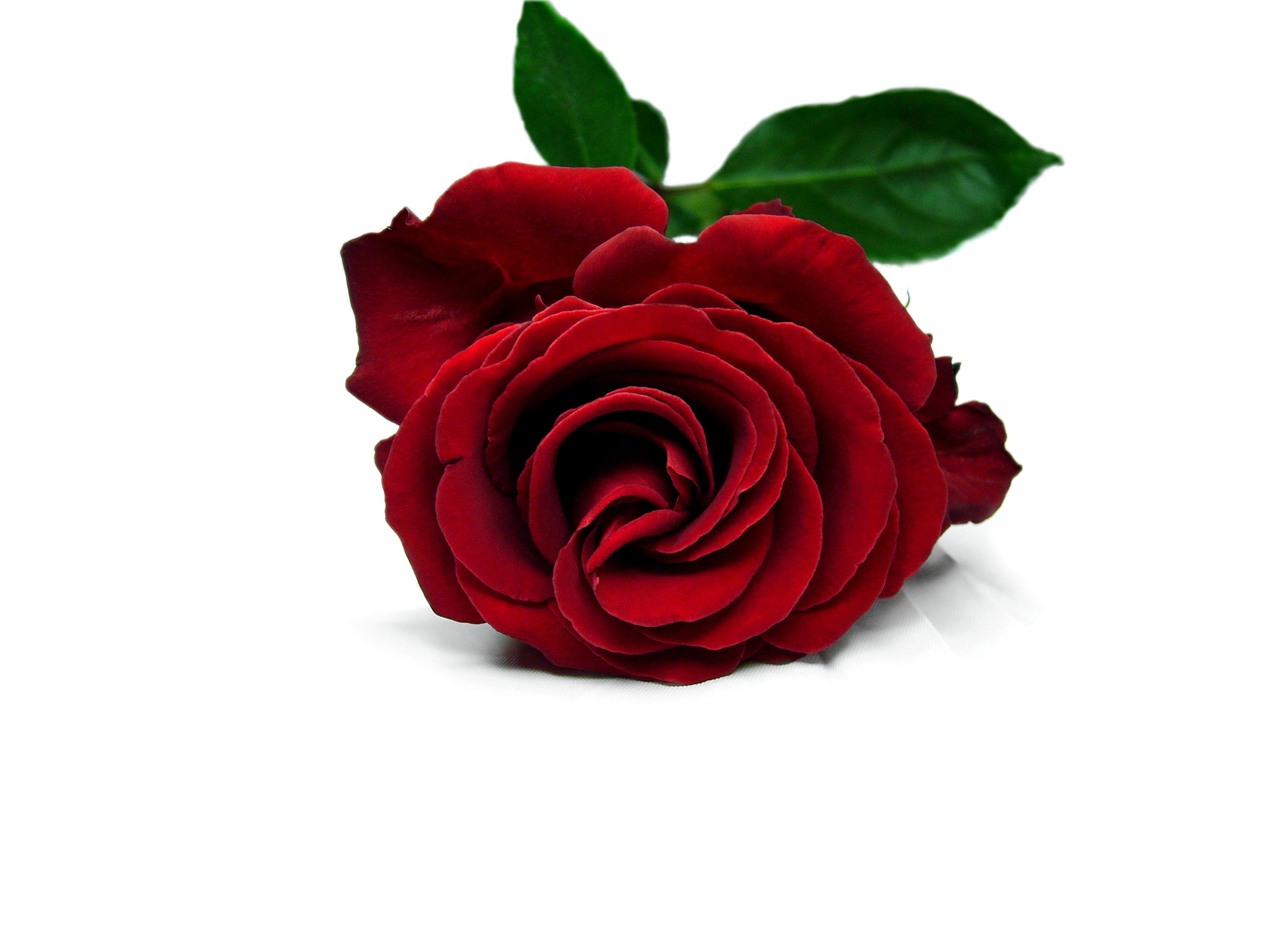 Love Red Rose Wallpapers