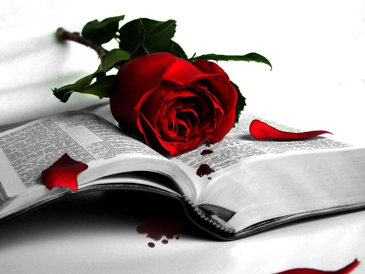 Love Red Rose Wallpapers