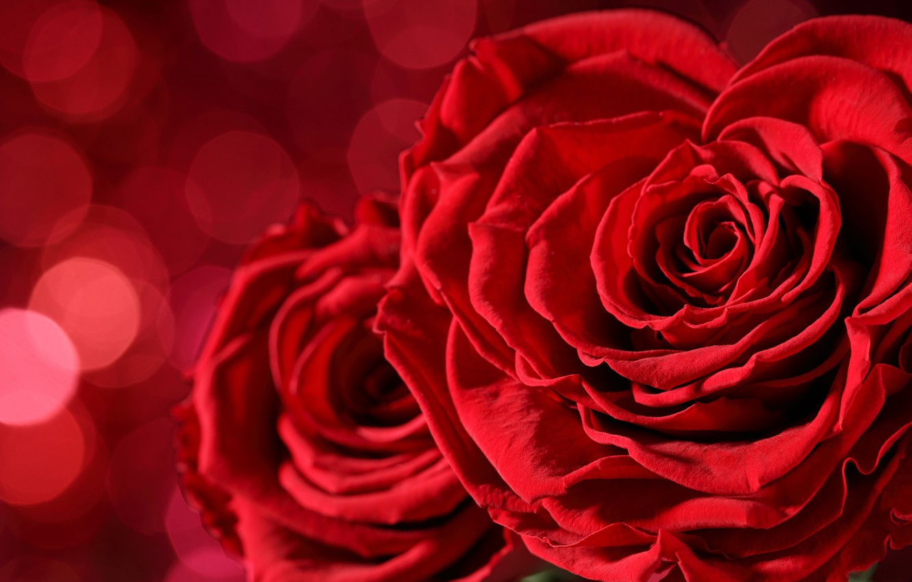 Love Red Rose Wallpapers