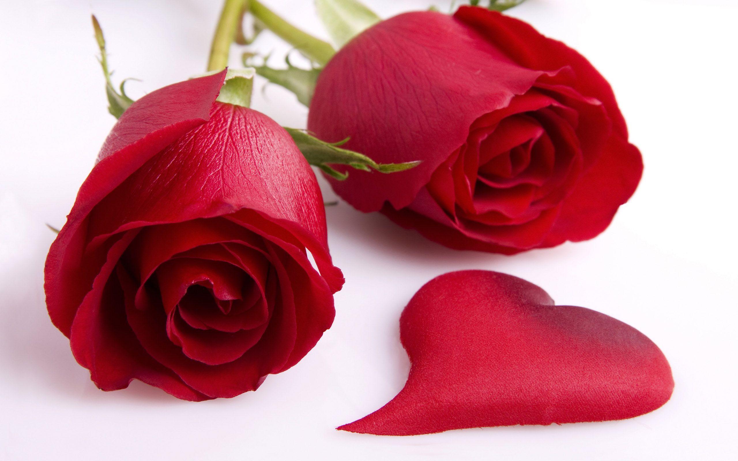 Love Romantic Rose Wallpapers