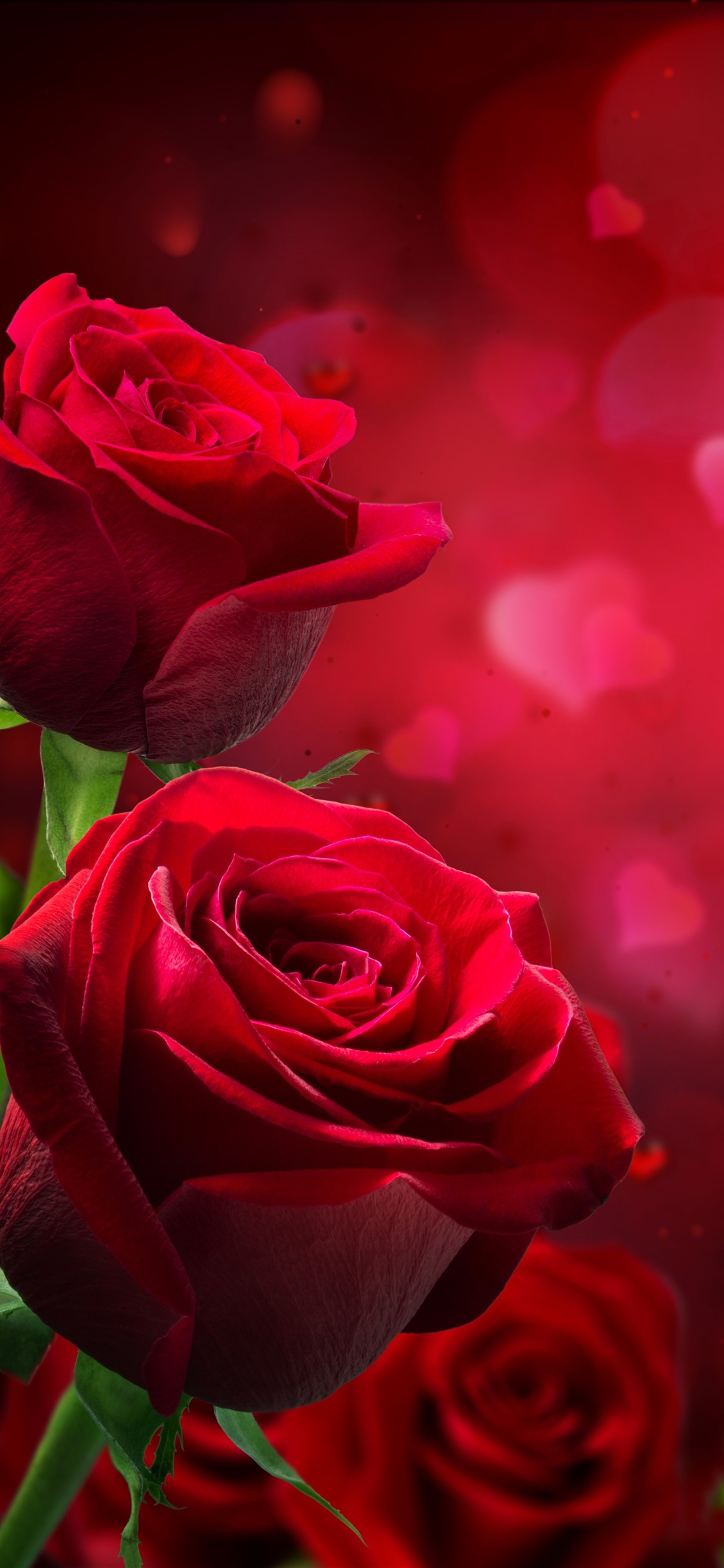 Love Romantic Rose Wallpapers
