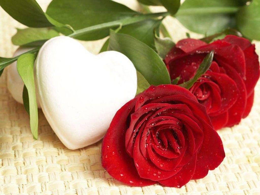 Love Romantic Rose Wallpapers