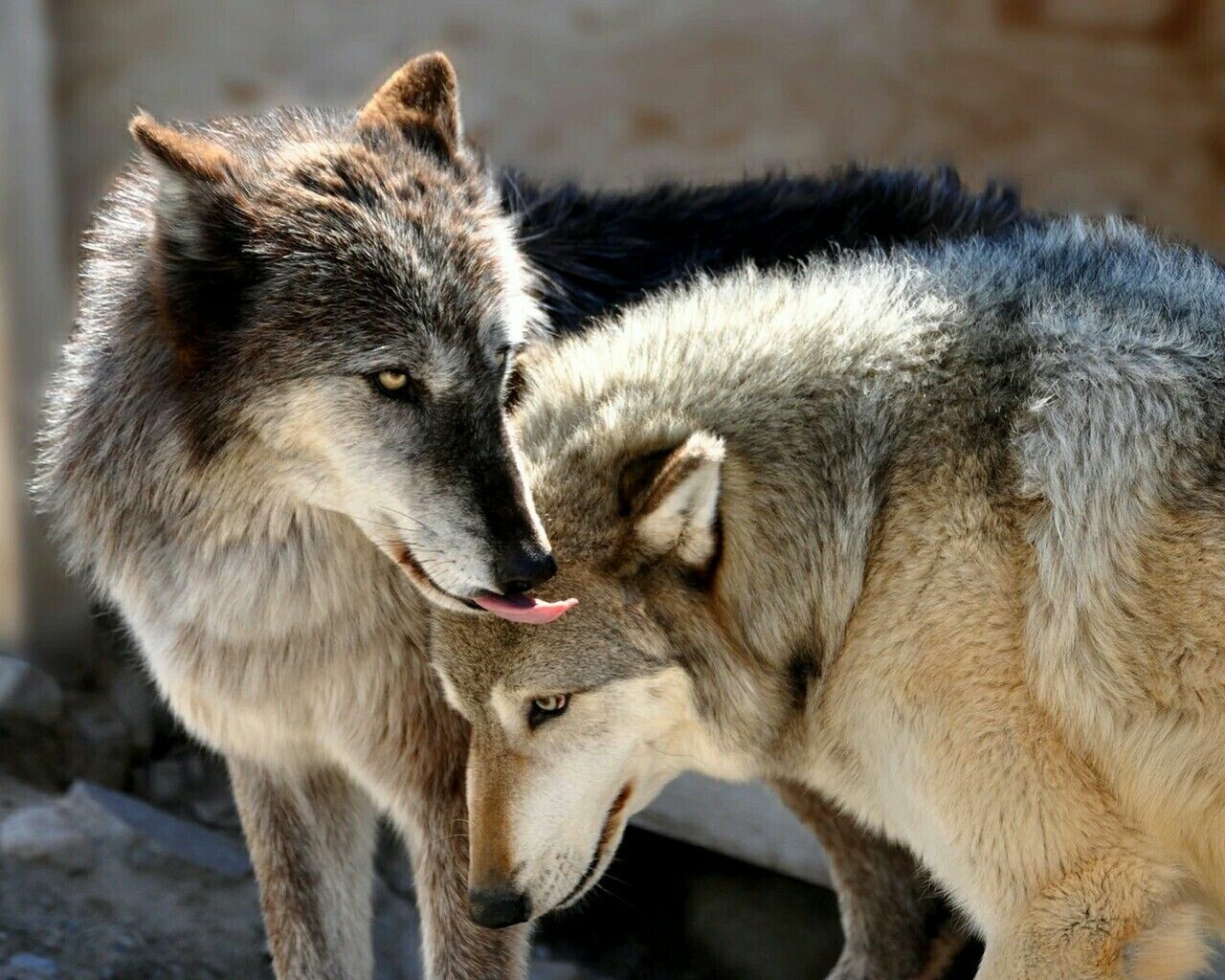 Love Wolf Couple Wallpapers
