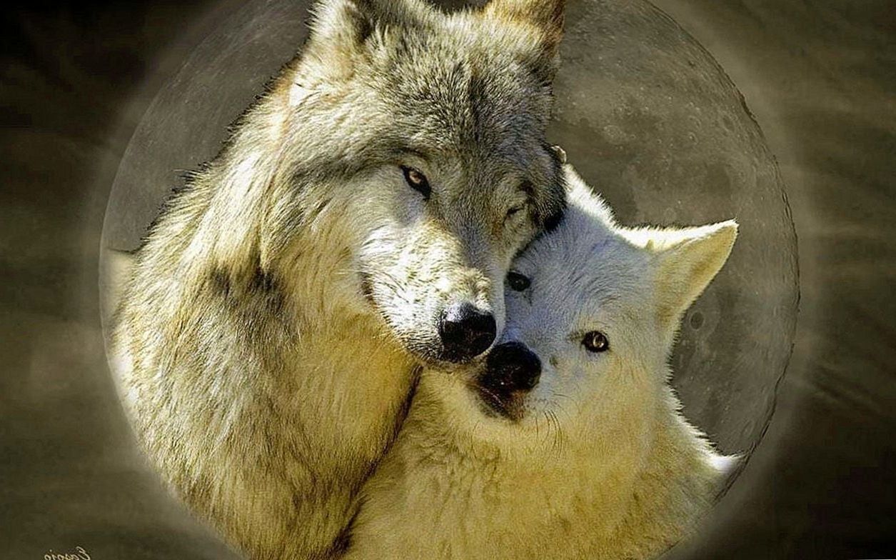 Love Wolf Couple Wallpapers