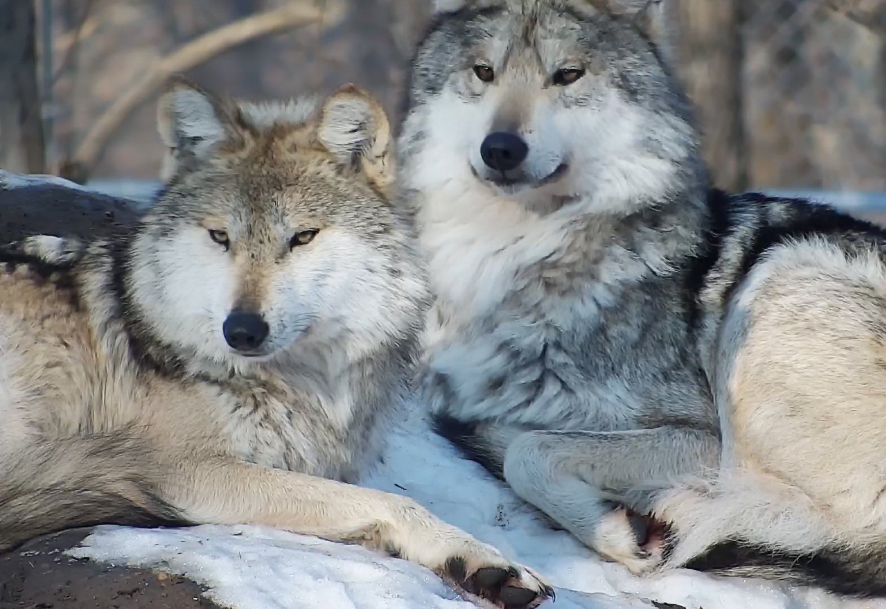 Love Wolf Couple Wallpapers