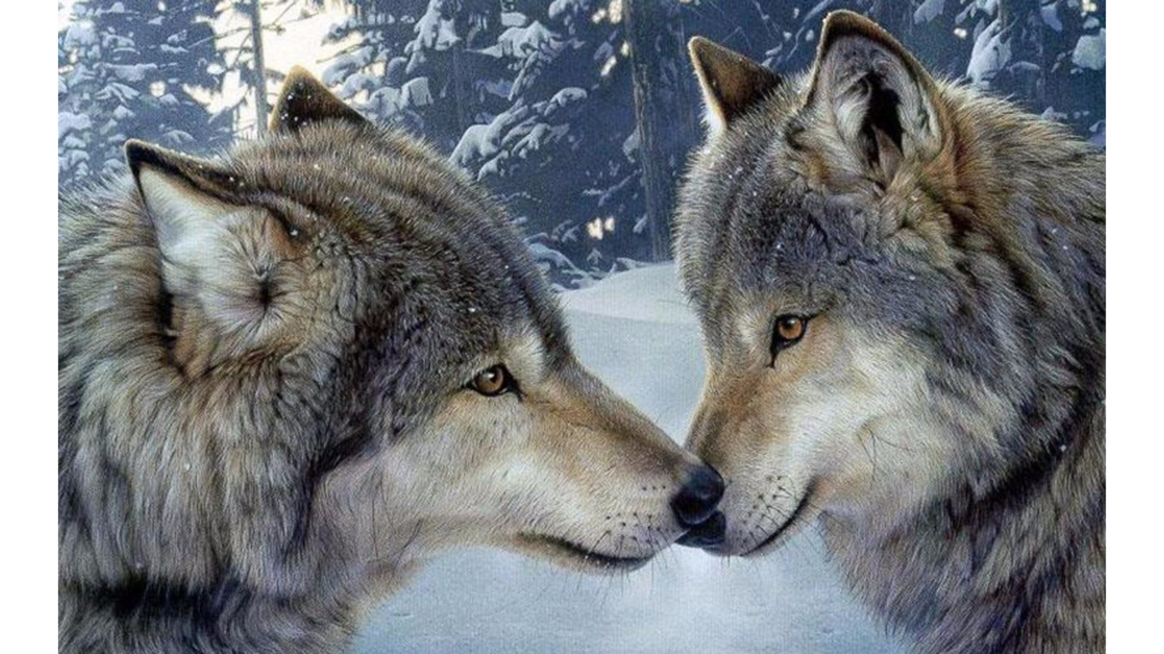 Love Wolf Couple Wallpapers