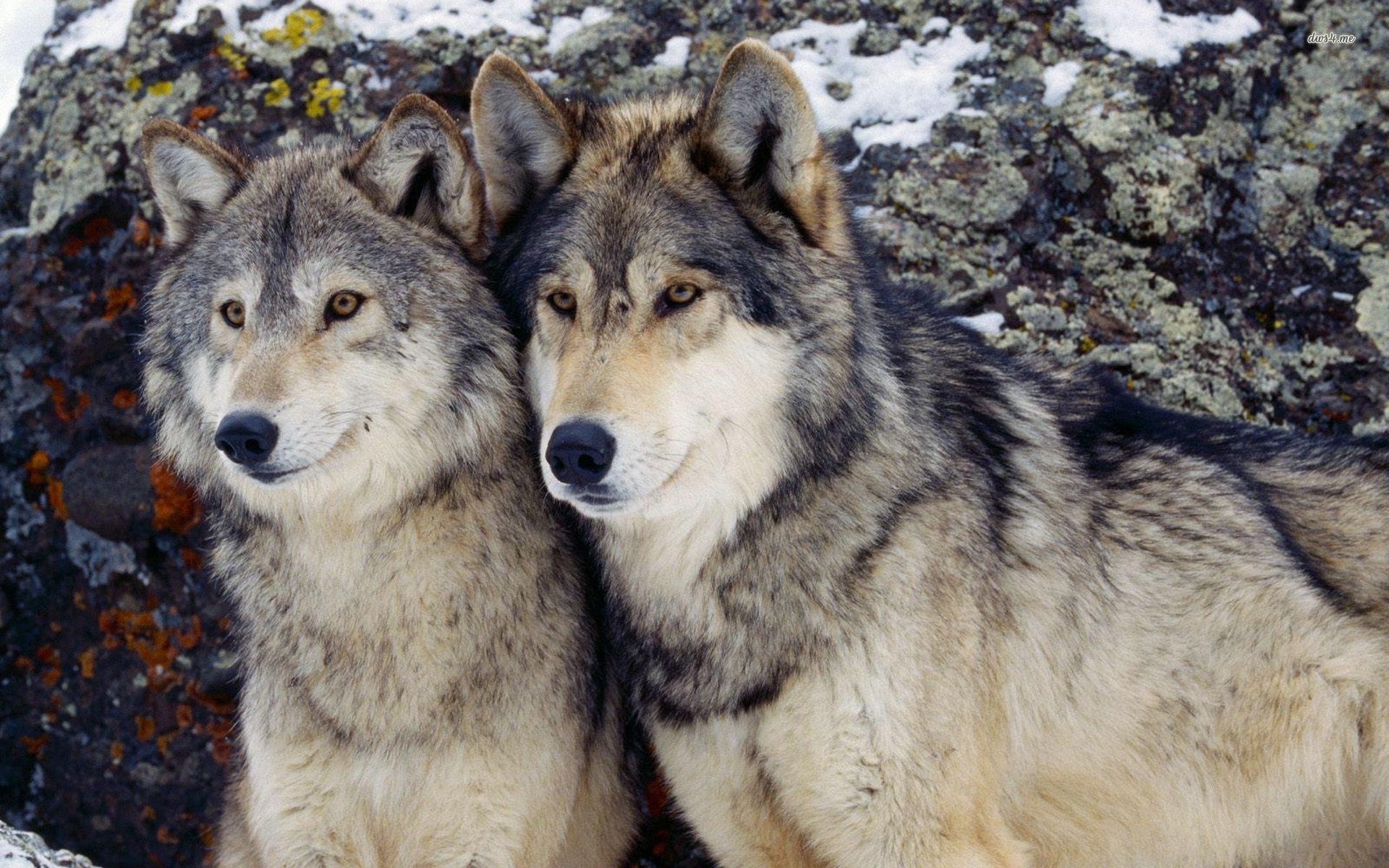 Love Wolf Couple Wallpapers