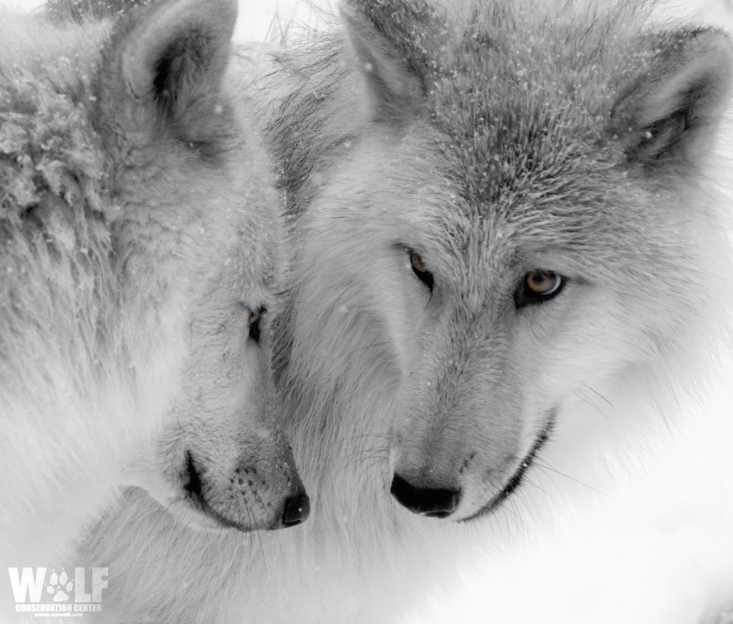 Love Wolf Couple Wallpapers