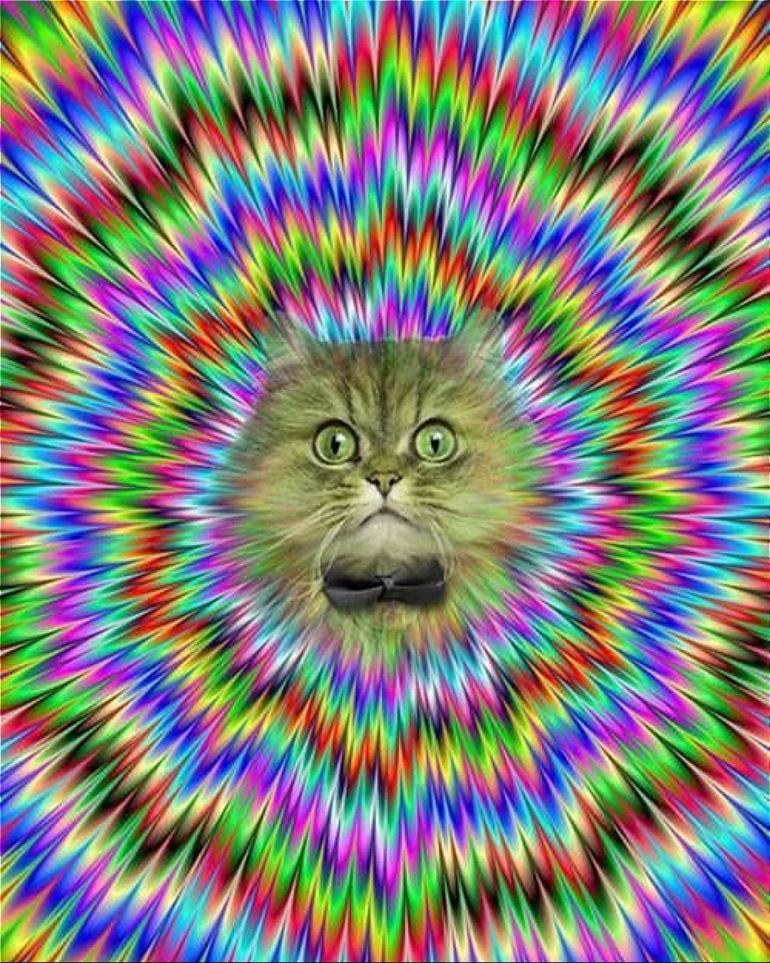 Lsd Cat Pic Wallpapers