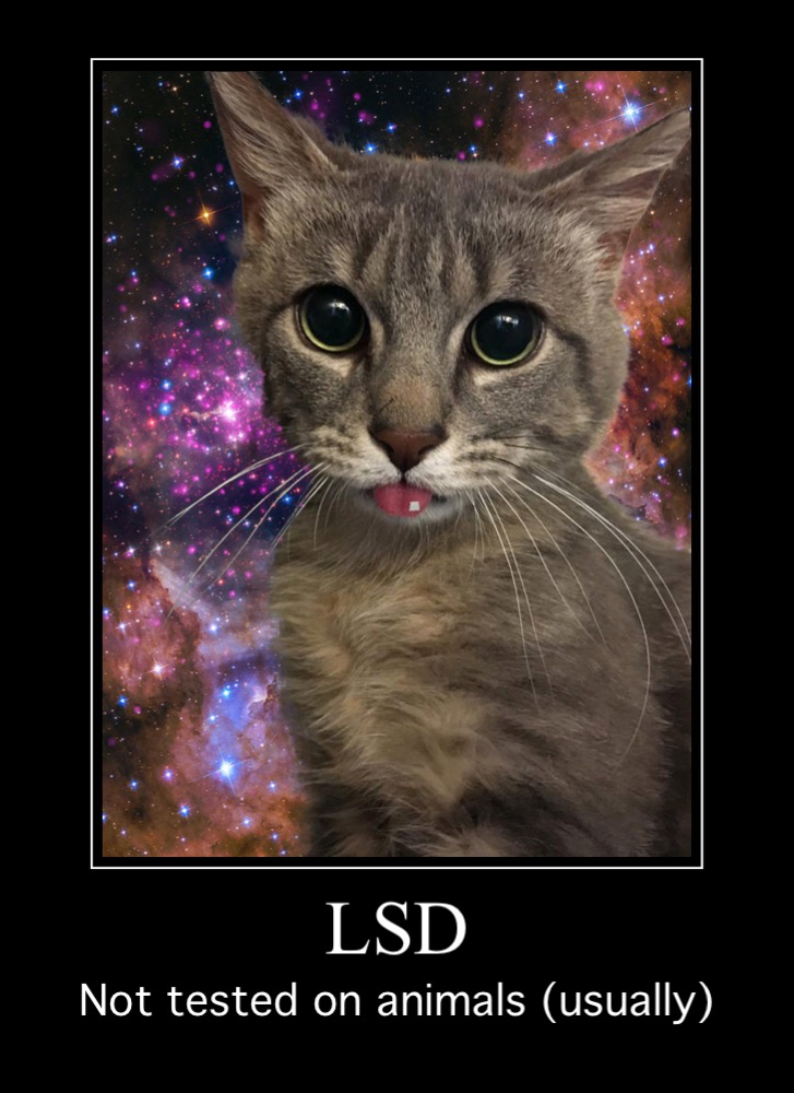 Lsd Cat Pic Wallpapers