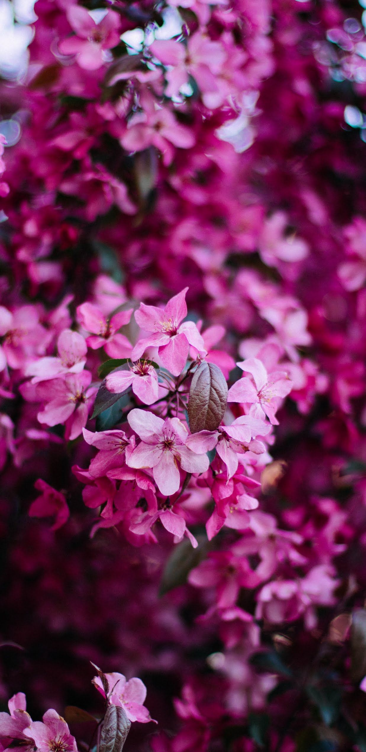 Magenta Flower Wallpapers