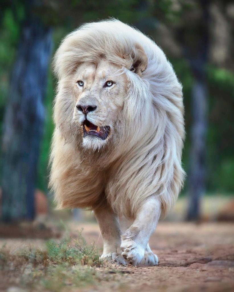 Majestic White Lion Wallpapers