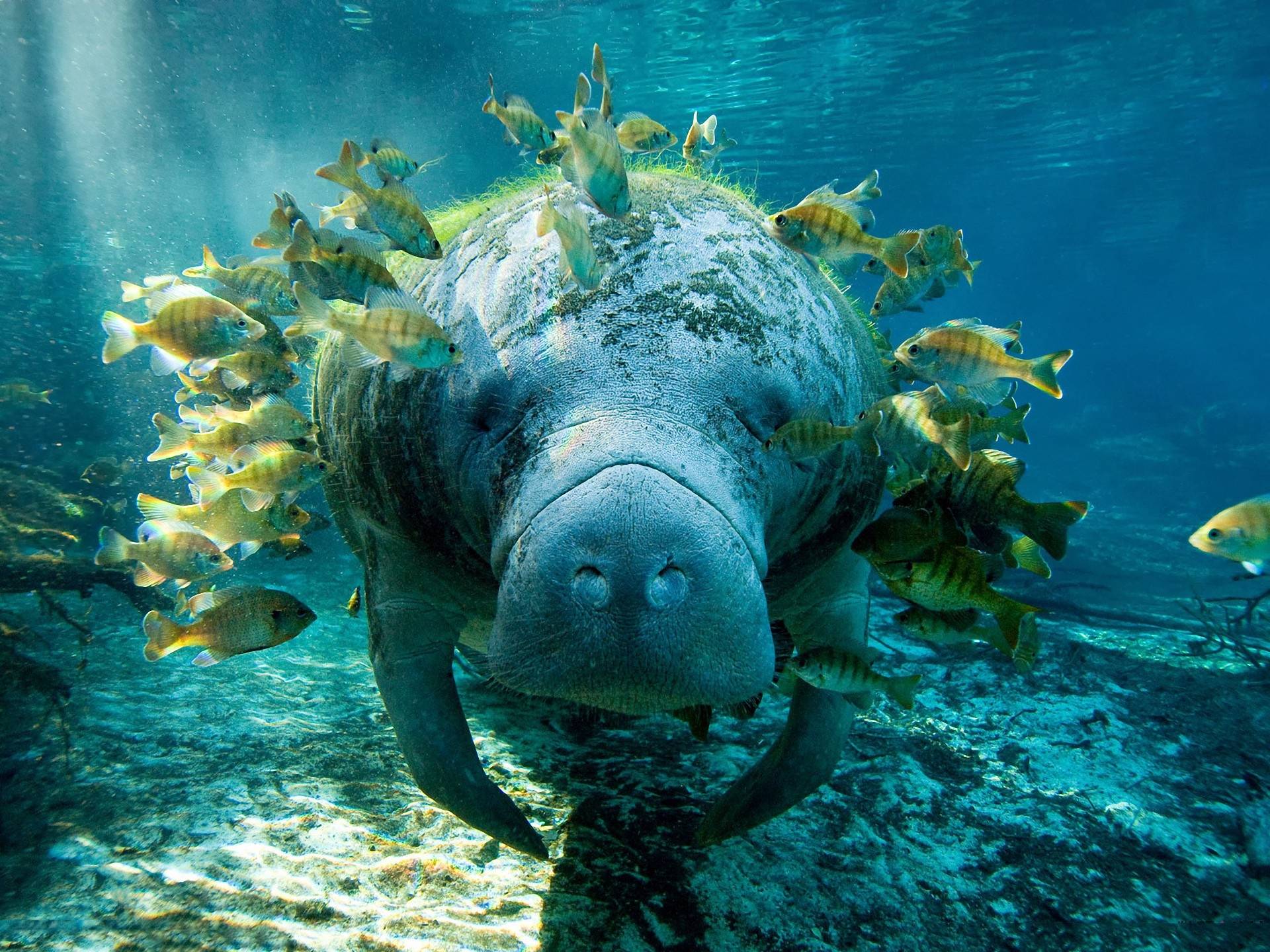 Manatee Wallpapers