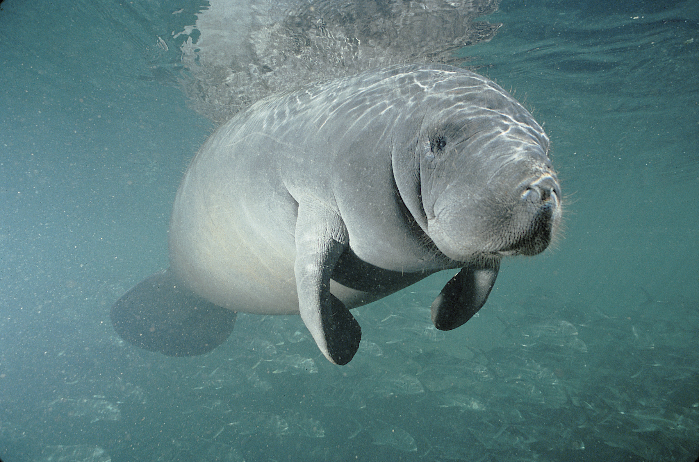 Manatee Wallpapers