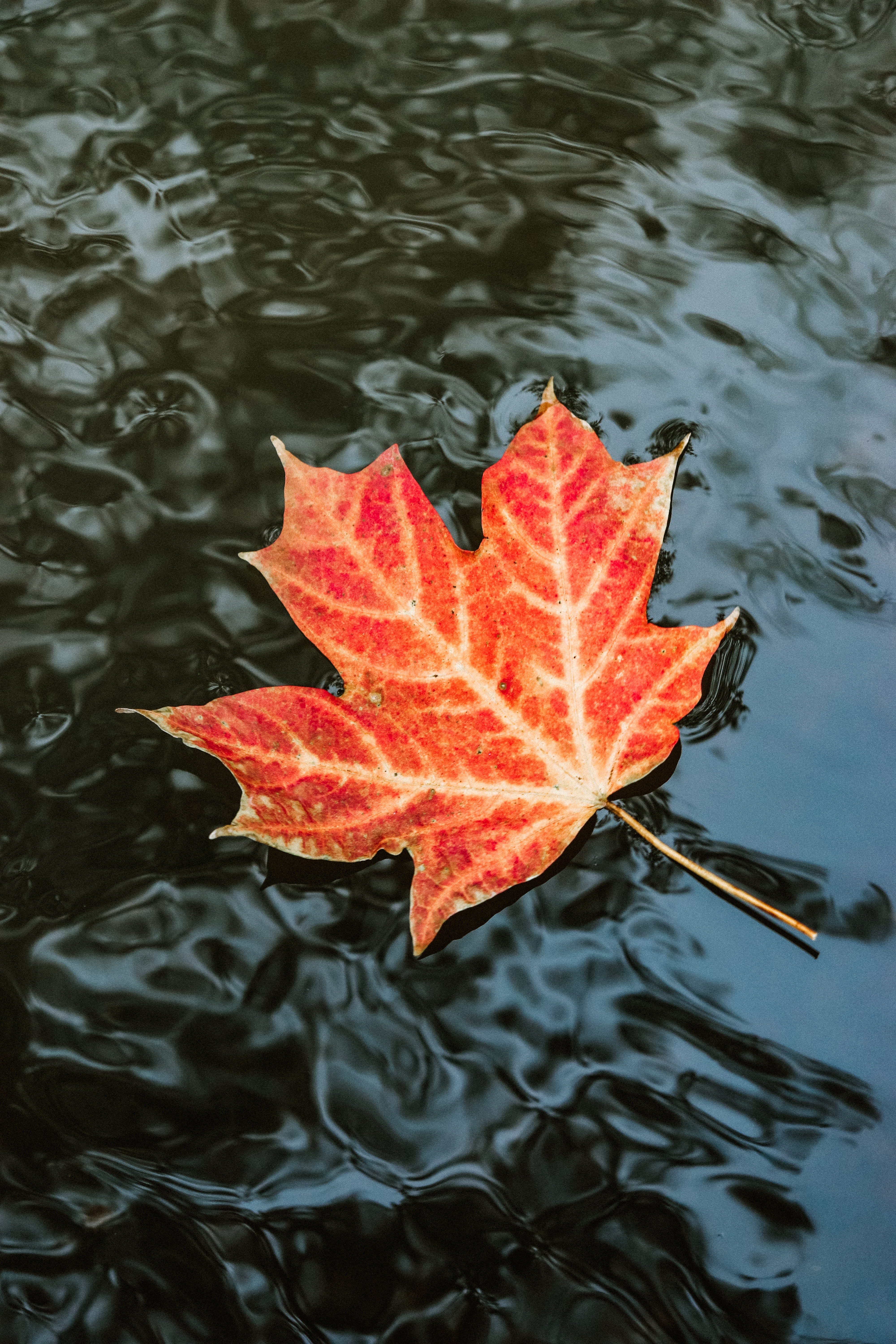 Maple Leaves Wallpapers