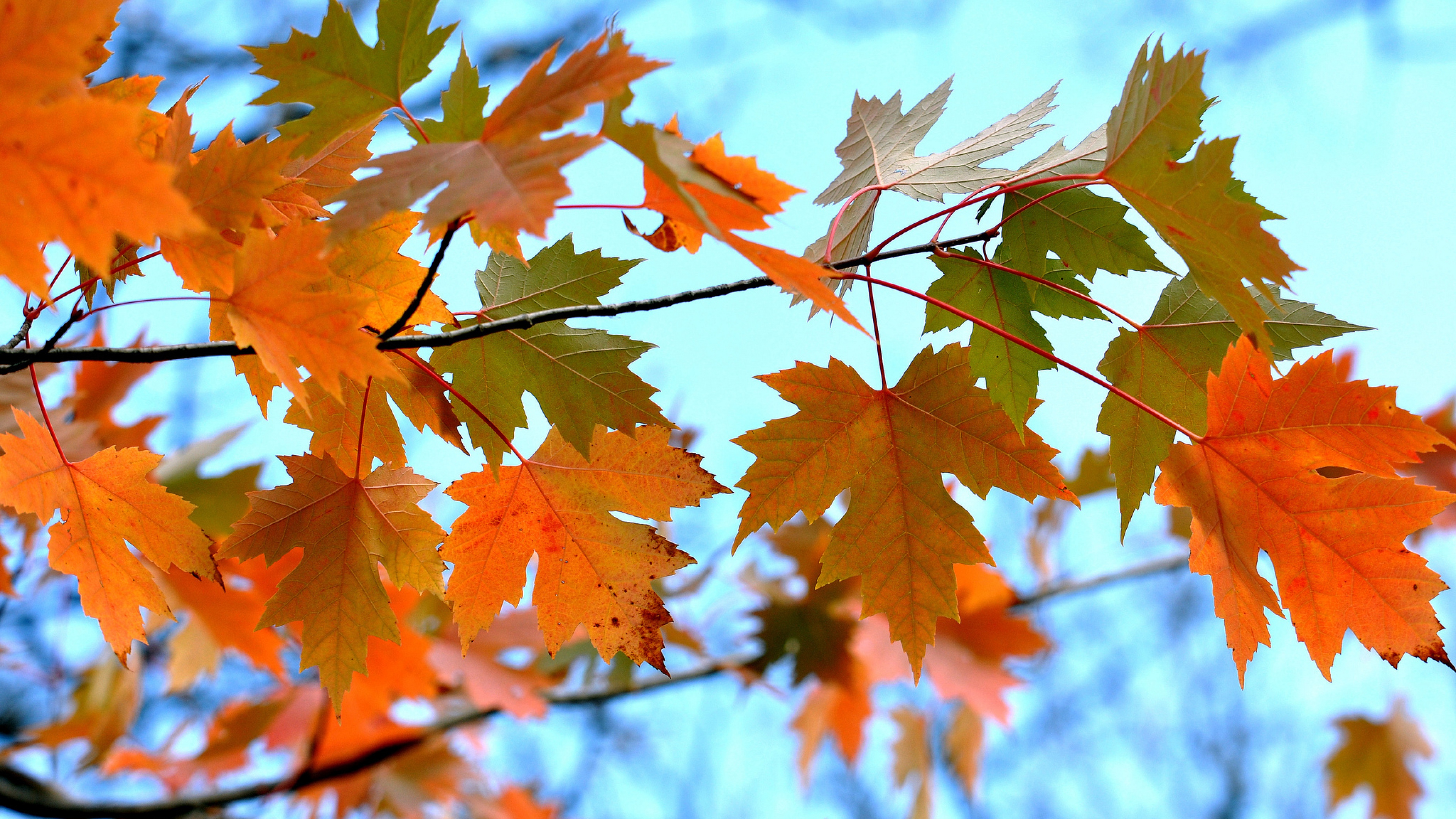 Maple Leaves Wallpapers