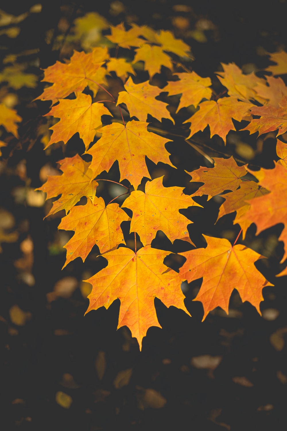 Maple Leaves Wallpapers