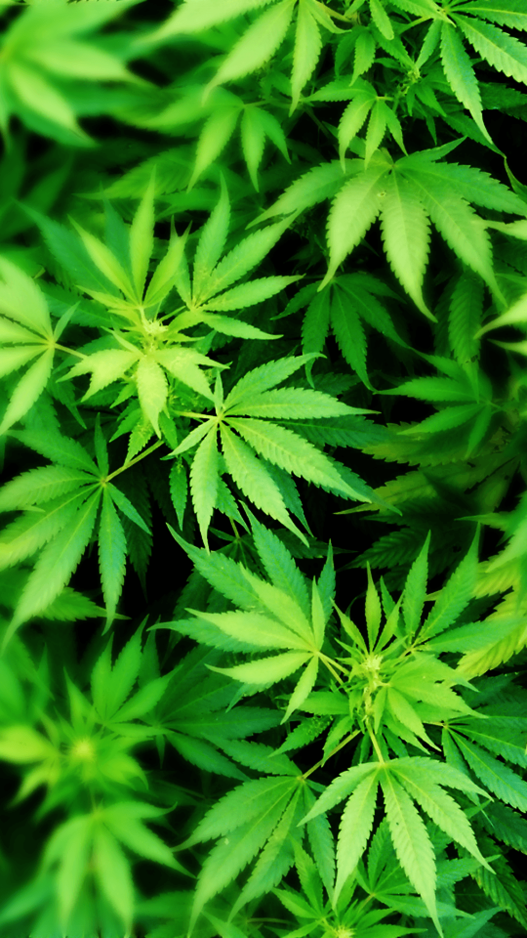 Marijuana Leaf Wallpapers