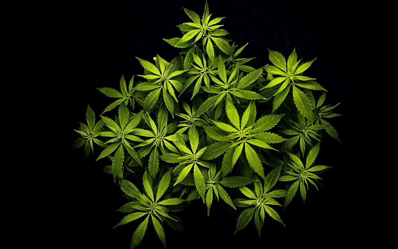 Marijuana Leaf Wallpapers