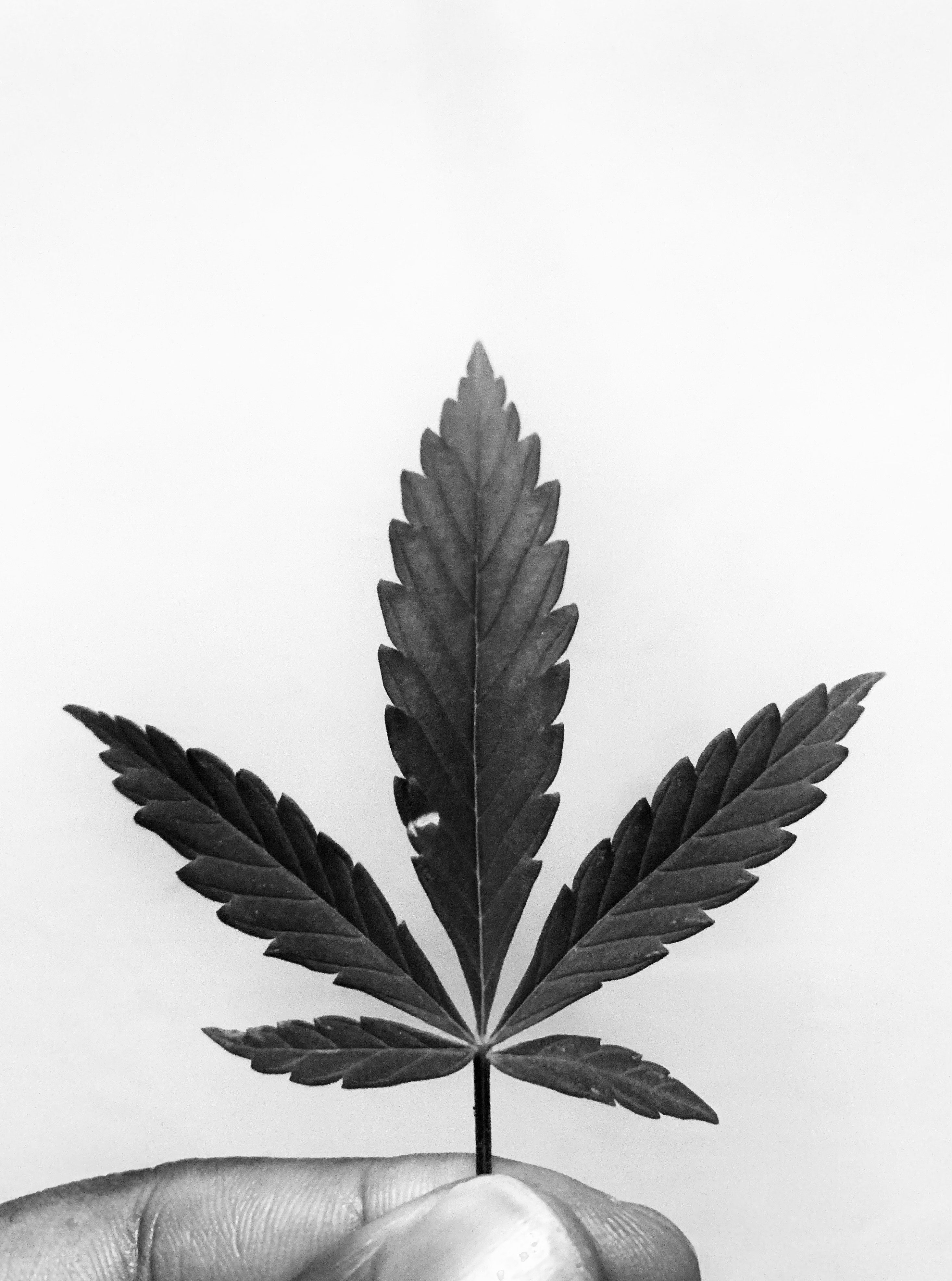 Marijuana Leaf Wallpapers