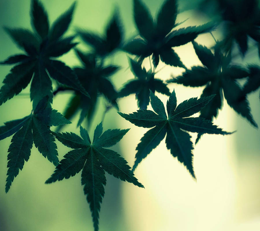 Marijuana Leaf Wallpapers