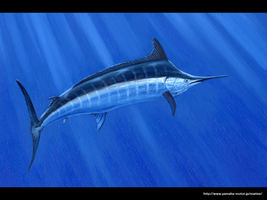 Marlin Wallpapers