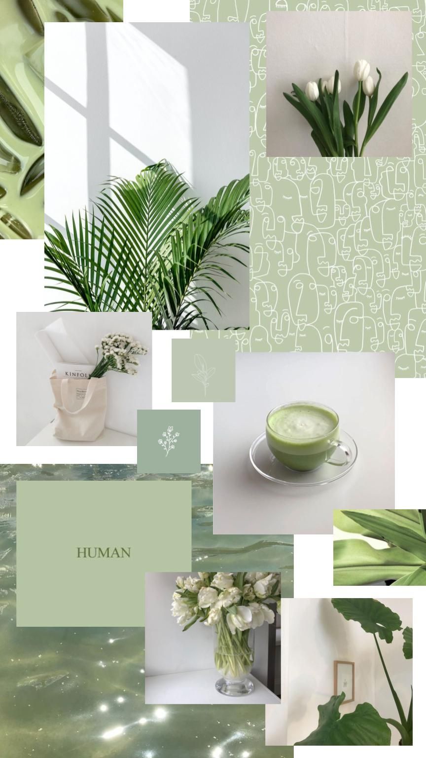 Matcha Green Wallpapers