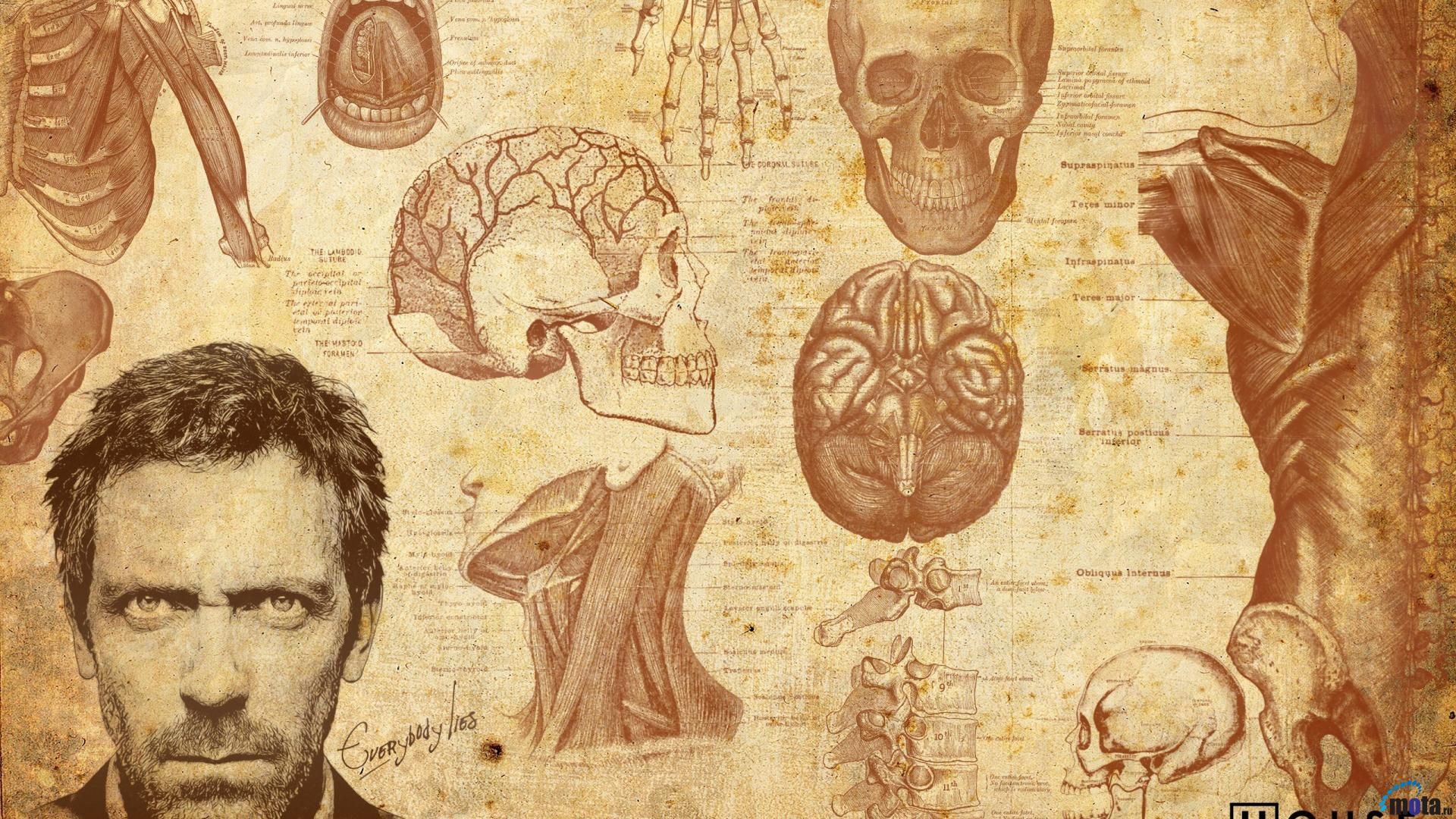 Medical Anatomy Art Wallpapers
