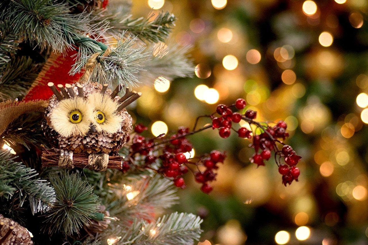 Merry Christmas Owl Images Wallpapers