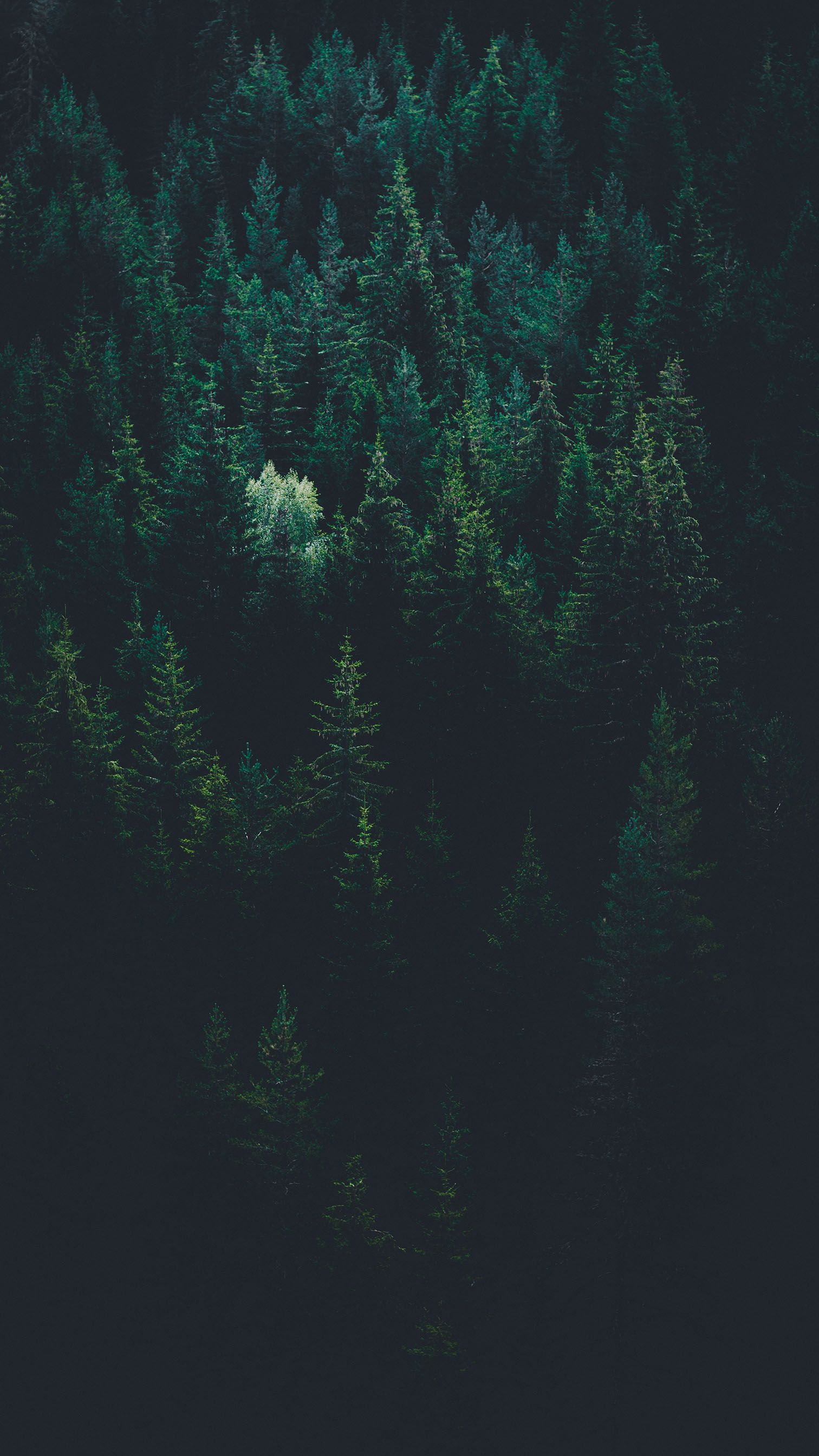 Midnight Green Wallpapers