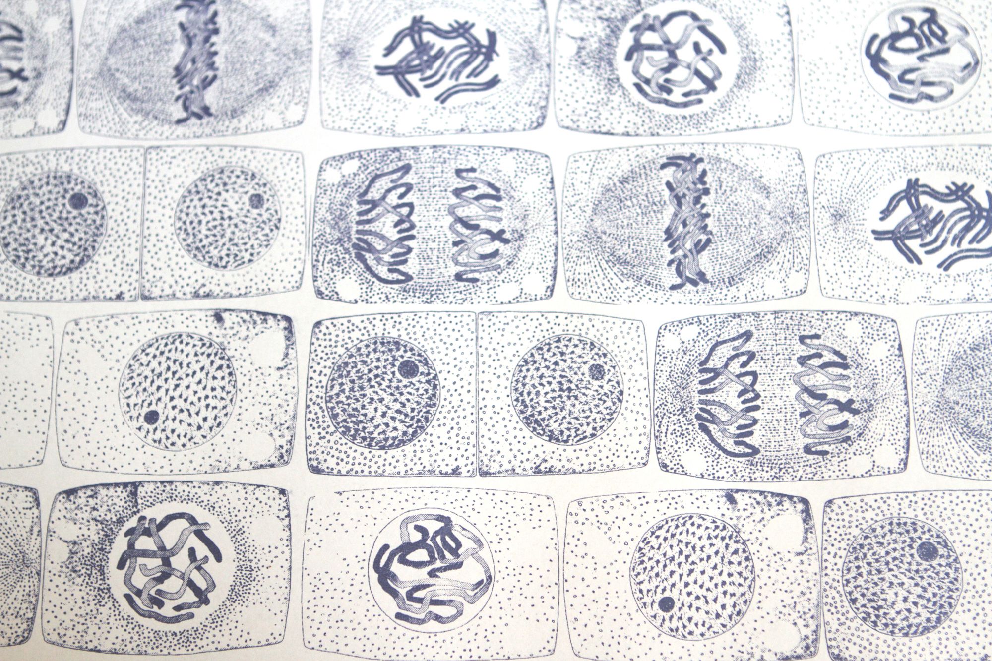 Mitosis Wallpapers