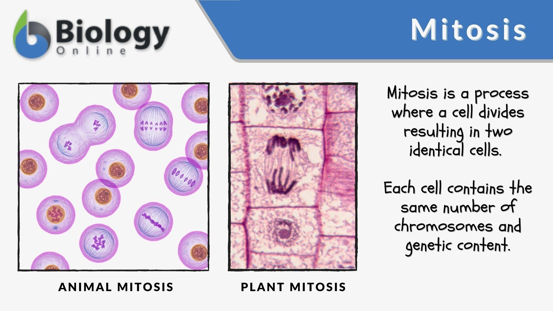 Mitosis Wallpapers