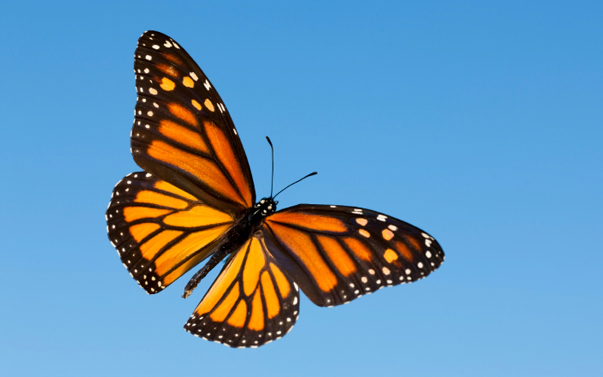 Monarch Butterfly Wallpapers