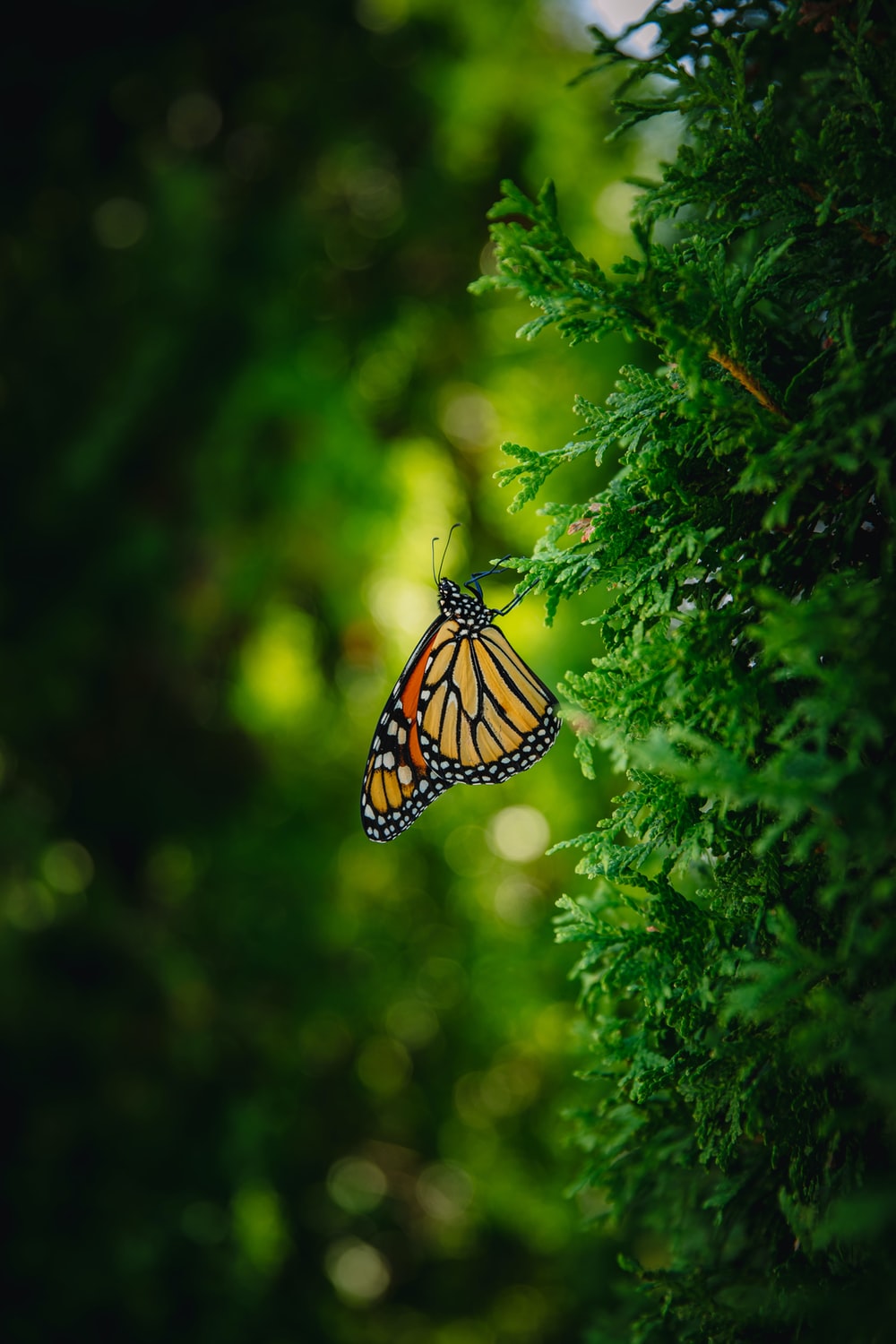 Monarch Butterfly Wallpapers