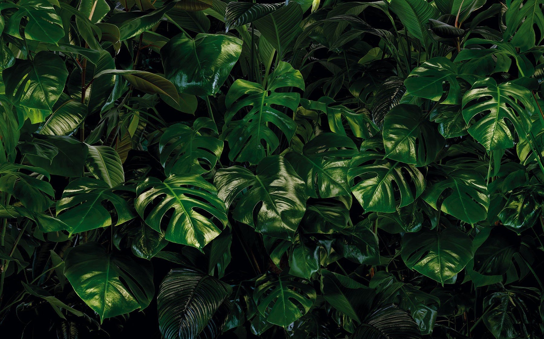 Monstera Wallpapers